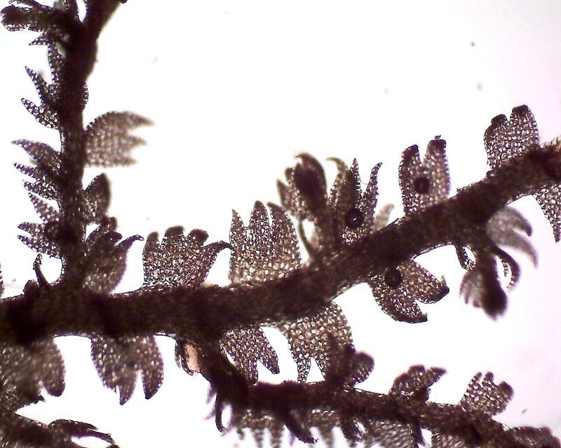 Lepidozia reptans